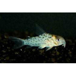 Corydoras bodemvissen, voor ieder aquarium, zeer ruime keuze