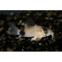 Corydoras bodemvissen, voor ieder aquarium, zeer ruime keuze