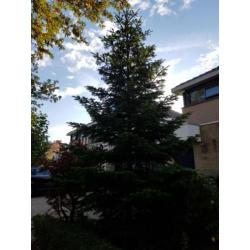 Grote Kerstboom - blauwspar 5/6 m hoog