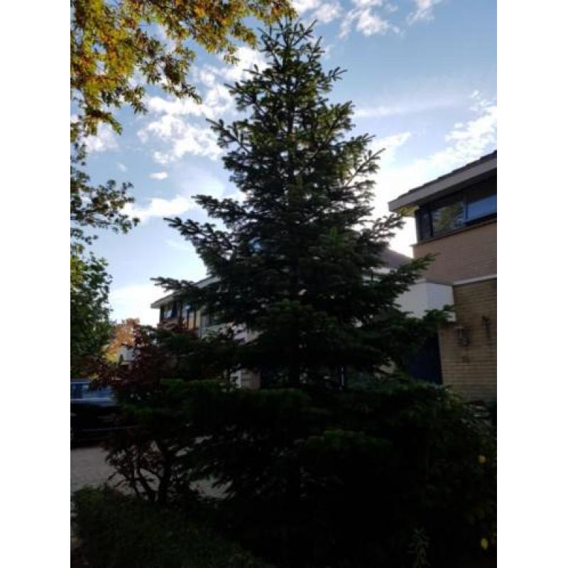 Grote Kerstboom - blauwspar 5/6 m hoog