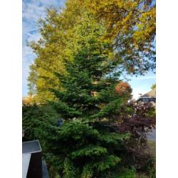 Grote Kerstboom - blauwspar 5/6 m hoog